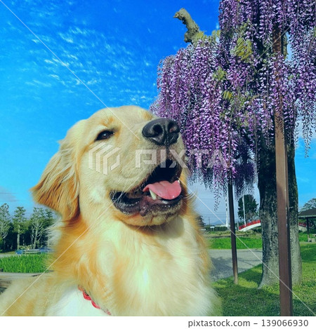 A Golden Retriever sitting in front of wisteria flowers A Golden Retriever sitting in front of wisteria flowers 139066930