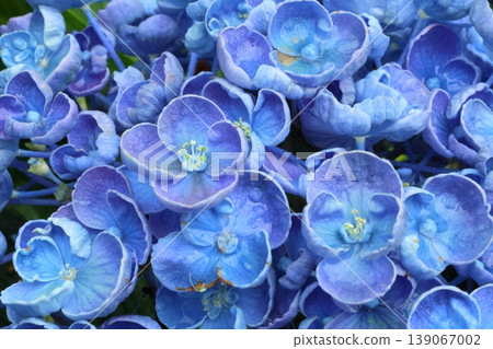 春天開花的繡球花 139067002