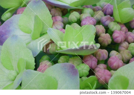 Hydrangeas that bloom in spring Hydrangeas that bloom in spring 139067004