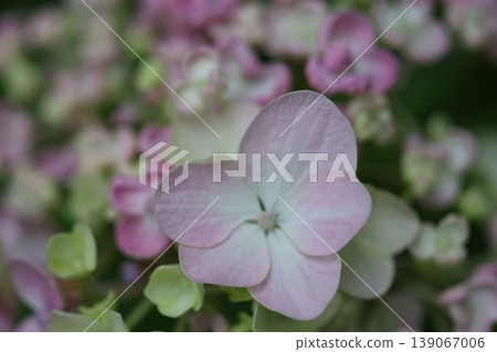 Hydrangeas that bloom in spring 139067006