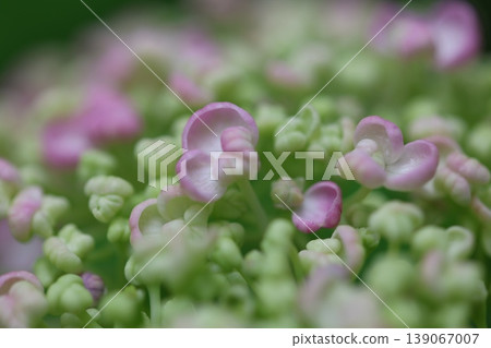 春天開花的繡球花 139067007