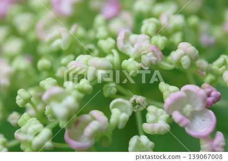 春天開花的繡球花 139067008