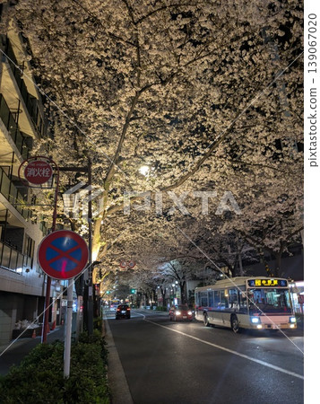 Cherry blossoms at night Cherry blossoms at night 139067020