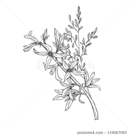 Forsythia branch with flower and bud bouquet. Botanical hand drawn sketch of blooming shrub flowers with spikelet. Black and white ink illustration for wedding invitation, greeting card Forsythia branch with flower and bud bouquet. Botanical hand drawn sketch of blooming shrub flowers with spikelet. Black and white ink illustration for wedding invitation, greeting card 139067065