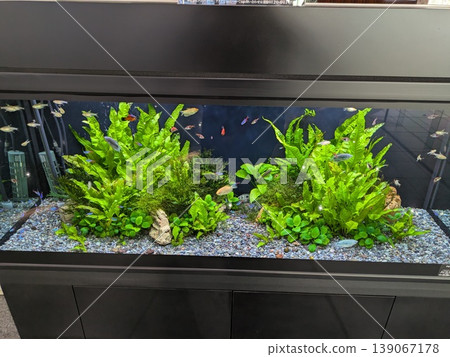 Aquarium 139067178