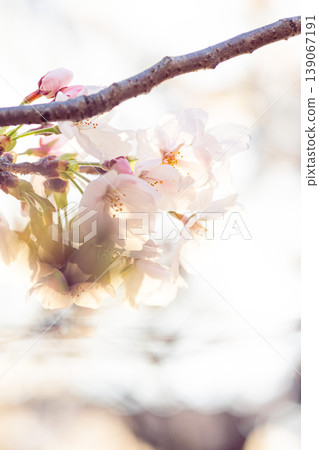 A delicate cherry blossom bathed in the morning sun. A delicate cherry blossom bathed in the morning sun. 139067191
