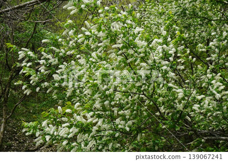 盛開的梅花(刷形櫻花品種) 盛開的梅花(刷形櫻花品種) 139067241