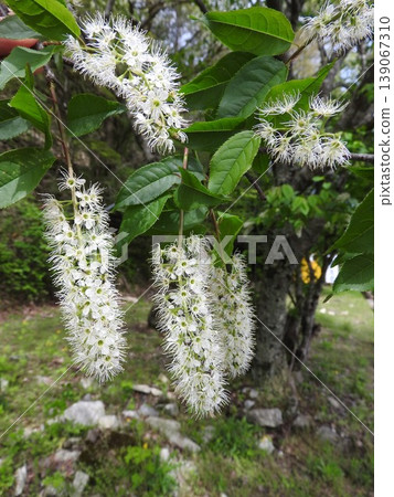 盛開的梅花（刷形櫻花品種） 139067310
