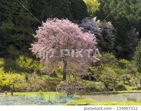鄉村櫻花盛開,稻田景色宜人。 鄉村櫻花盛開,稻田景色宜人。 139067312