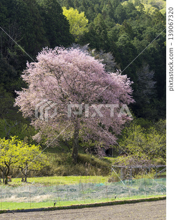 鄉村櫻花盛開,稻田景色宜人。 鄉村櫻花盛開,稻田景色宜人。 139067320