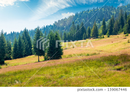 view of a hillside of mountain range with coniferous forest and meadow. peaceful carpathian mountain landscape on a sunny summer day. nice picture for earth day background view of a hillside of mountain range with coniferous forest and meadow. peaceful carpathian mountain landscape on a sunny summer day. nice picture for earth day background 139067446