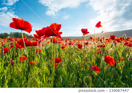 red poppies in the field. sun behind poppy flower. low angle view. remembrance symbol. gorgeous nature wallpaper with cloudy sky. scenic countryside landscape in spring. red flower in the evening sun red poppies in the field. sun behind poppy flower. low angle view. remembrance symbol. gorgeous nature wallpaper with cloudy sky. scenic countryside landscape in spring. red flower in the evening sun 139067447