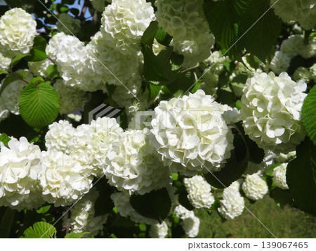 Odemari in full bloom Odemari in full bloom 139067465