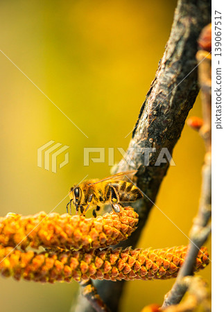 bee collects pollen on a flowering hazelnut tree 139067517