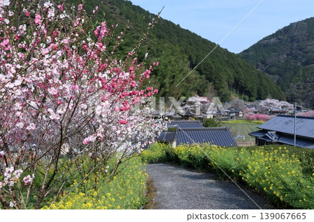 Kuki district in full bloom, Niyodogawa Town, Kochi Prefecture Kuki district in full bloom, Niyodogawa Town, Kochi Prefecture 139067665
