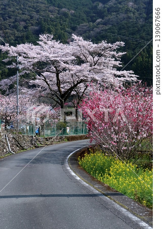 Peach blossoms and cherry blossoms adorn Kuki, Niyodogawa Town, Kochi Prefecture Peach blossoms and cherry blossoms adorn Kuki, Niyodogawa Town, Kochi Prefecture 139067666