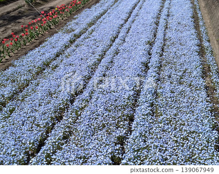 一幅春意盎然的花園景象,展現了藍色的粉蝶花田和成排的鬱金香——一幅色彩繽紛的季節性背景圖。 一幅春意盎然的花園景象,展現了藍色的粉蝶花田和成排的鬱金香——一幅色彩繽紛的季節性背景圖。 139067949