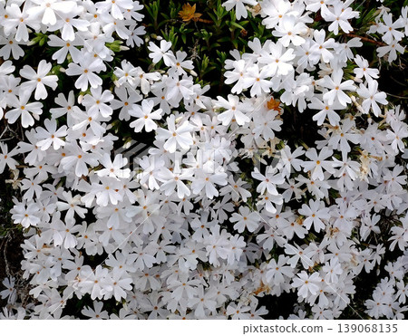A spring flower field texture with white moss phlox spreading across the landscape; a clean and refreshing natural background material. A spring flower field texture with white moss phlox spreading across the landscape; a clean and refreshing natural background material. 139068135