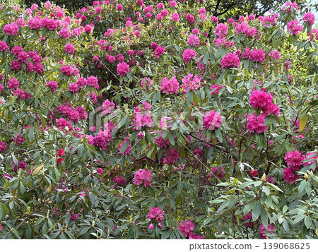Pink rhododendrons in full bloom 139068625
