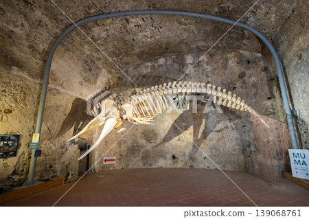 Sperm whale skeleton at the MuMa Milazzo Sea Museum Sperm whale skeleton at the MuMa Milazzo Sea Museum 139068761