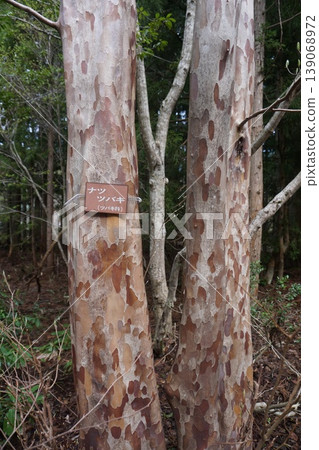 The trunk of the summer camellia has a beautiful camouflage pattern. The trunk of the summer camellia has a beautiful camouflage pattern. 139068972