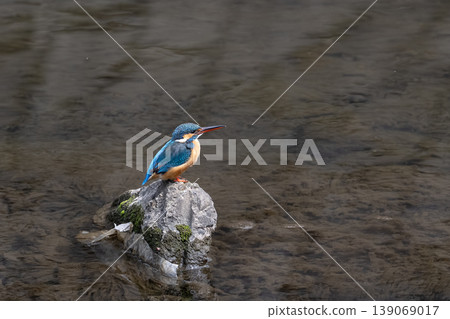 翠鳥 139069017
