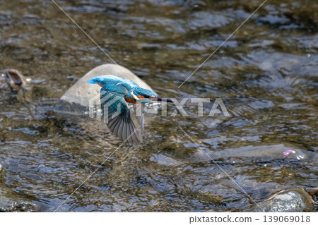 翠鳥 139069018