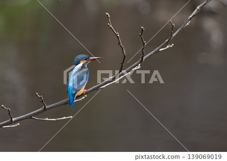翠鳥 139069019