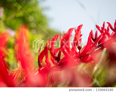 Hishibadeigo 139069180