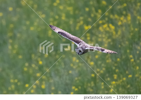 Owl 139069327