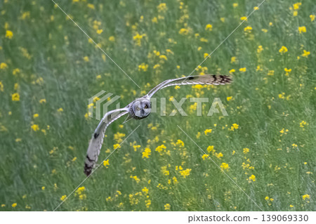 Owl Owl 139069330