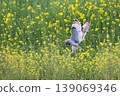 wl 139069346