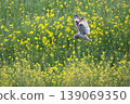 wl 139069350