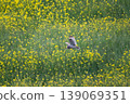 wl 139069351