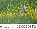 wl 139069352