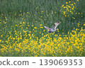 wl 139069353