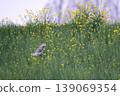 wl 139069354