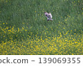 wl 139069355