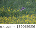 wl 139069356