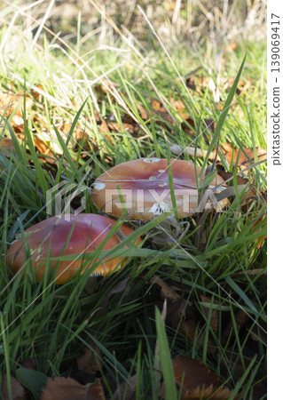 Autumn scene with fly agaric mushrooms in grass 139069417