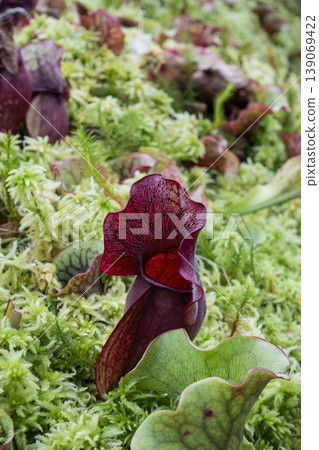 Sarracenia trumpet pitcher plant growing in moss vertical format 139069422