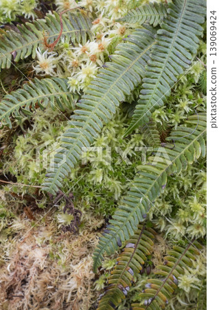 Deer fern and green moss as background, vertical format Deer fern and green moss as background, vertical format 139069424