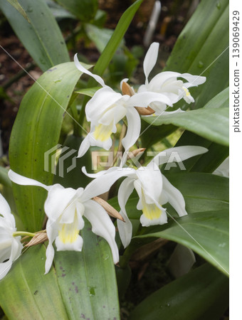 White Coelogyne cristata orchid flowers blooming on plant, vertical botanical photo White Coelogyne cristata orchid flowers blooming on plant, vertical botanical photo 139069429