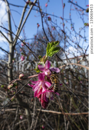 Closeup of bee collecting pollen on Red Flowering Currant 139069453
