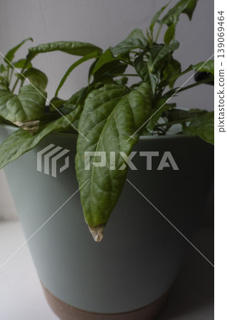 Pepper plant in pot with aphid infestation on leaves Pepper plant in pot with aphid infestation on leaves 139069464
