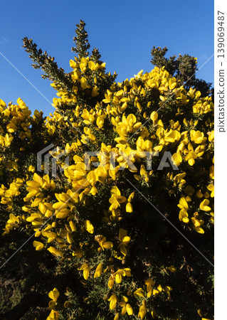 Vertical background of yellow gorse flowers against blue sky Vertical background of yellow gorse flowers against blue sky 139069487