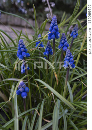 Blue grape hyacinths Muscari flowers growing in garden bed Blue grape hyacinths Muscari flowers growing in garden bed 139069492