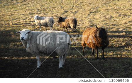 Herd of sheep in pasture at sunset evening light Herd of sheep in pasture at sunset evening light 139069496