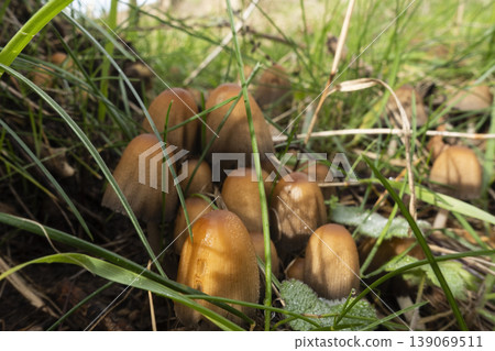 Cluster of Glistening Inkcap mushrooms growing in grass 139069511