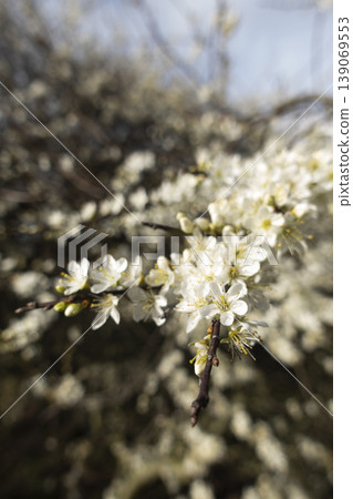 Blackthorn blossoms close up in sunlight Blackthorn blossoms close up in sunlight 139069553